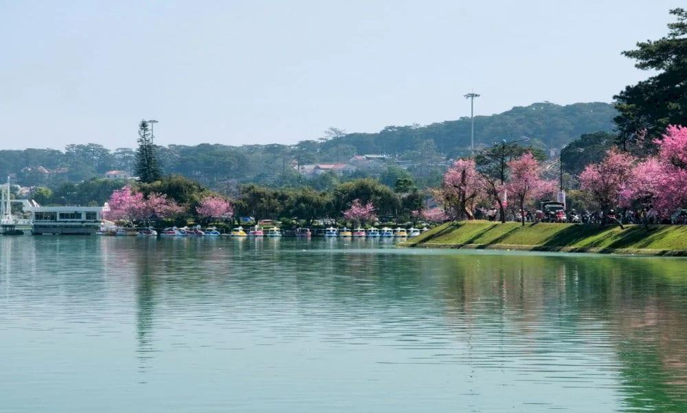 Những bông hoa lan thanh đạm Indo với cánh trắng xanh và môi đen huyền bí nổi bật trong không gian vườn